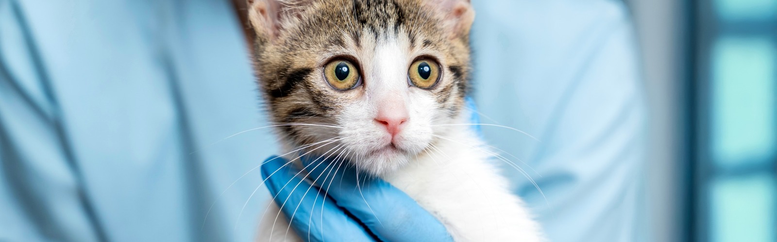 Tierärztin hält Katze in den Händen
