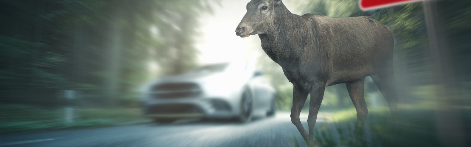 Hirsch läuft auf Straße vor fahrendes Auto, Wildunfall-Gefahr